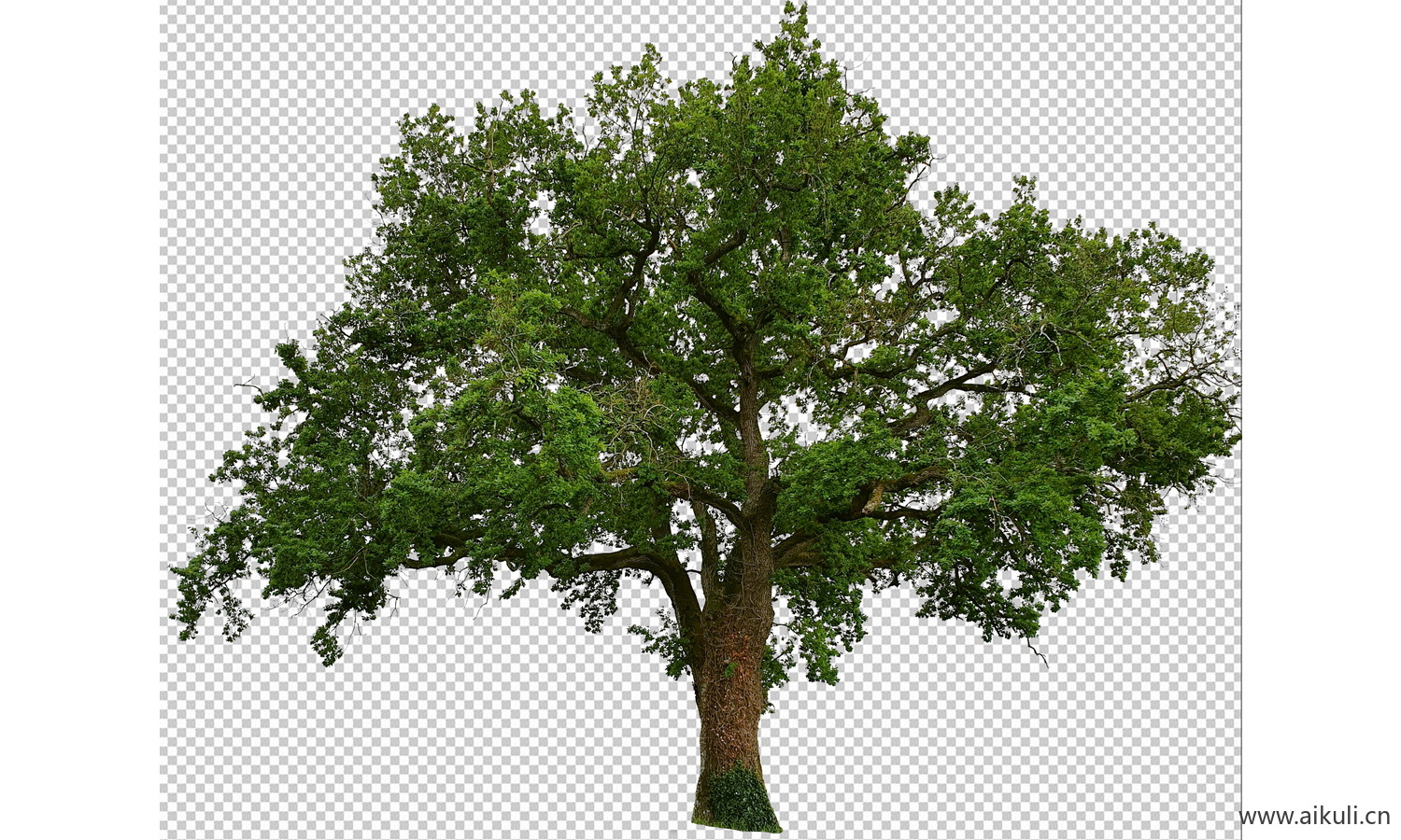 新中式中式树木_名木古树_造型大香樟树_乡土大树古树PSD免扣