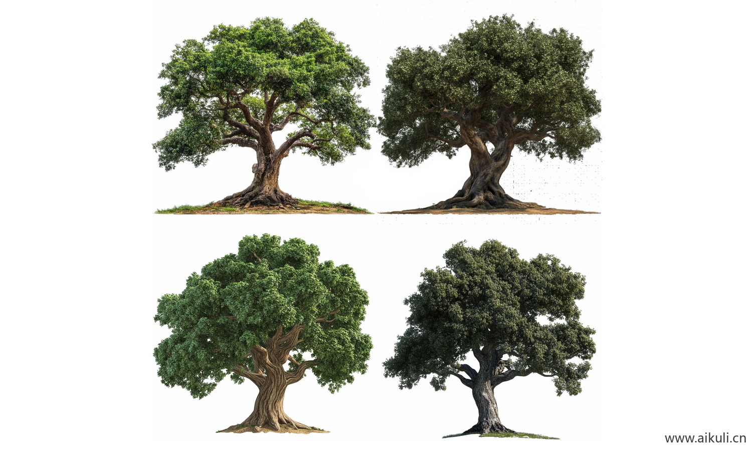 古树常绿乔木大树榕树 PNG免扣