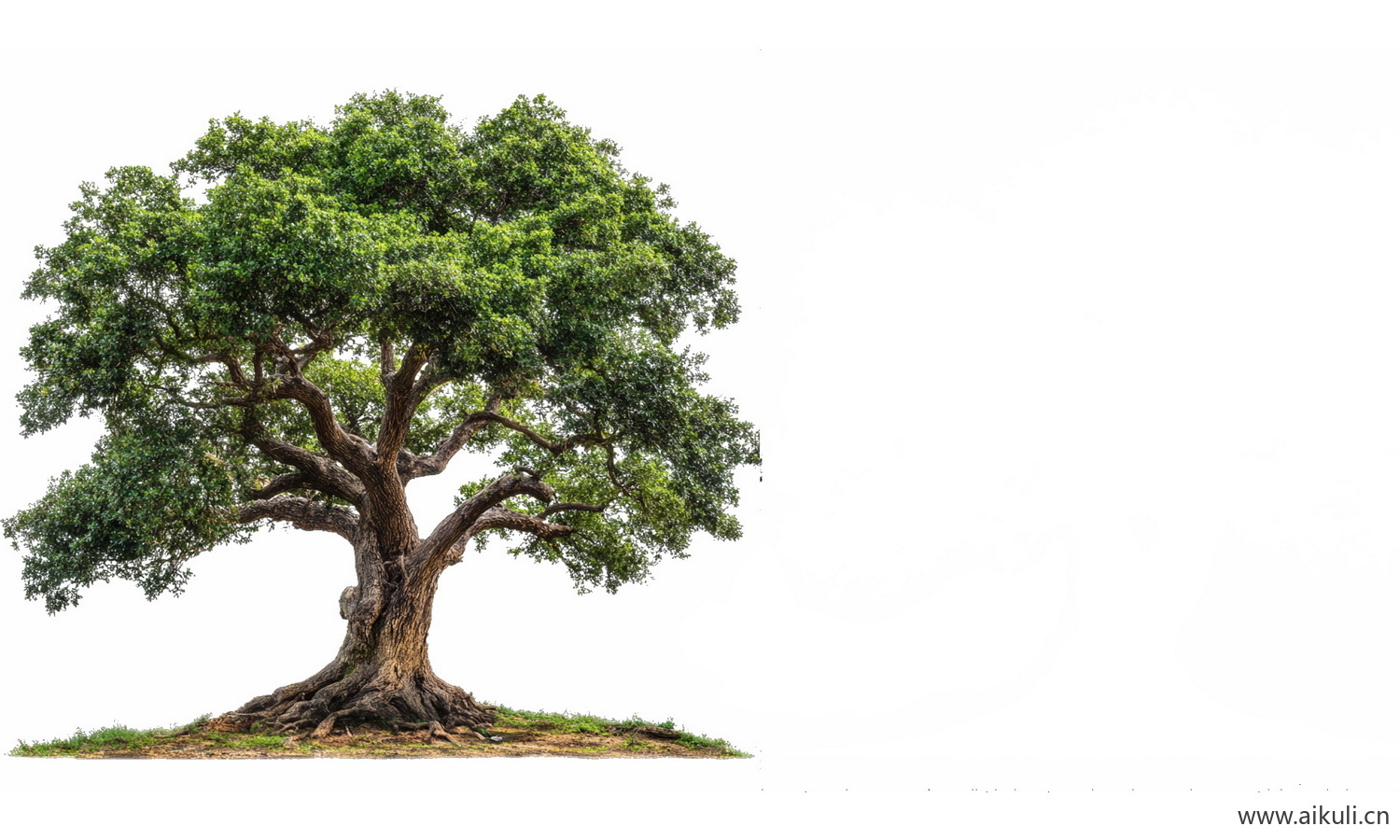 古树常绿乔木大树榕树PNG免扣