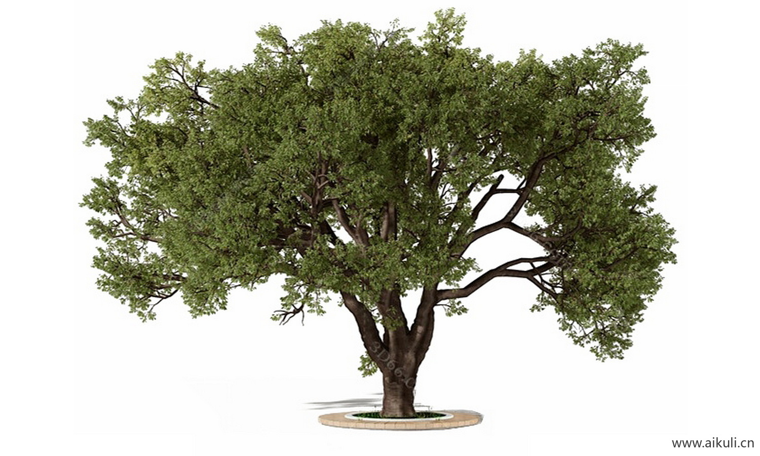 老树 老树#名木古树_造型大香樟树_大树古树