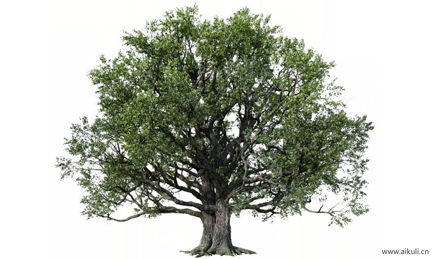 老树老树#名木古树#大树古树