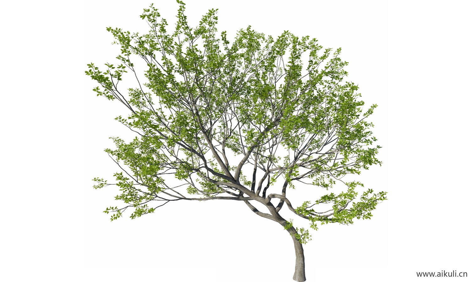 飘枝树歪脖子树_偏冠树_弯杆植物PNG