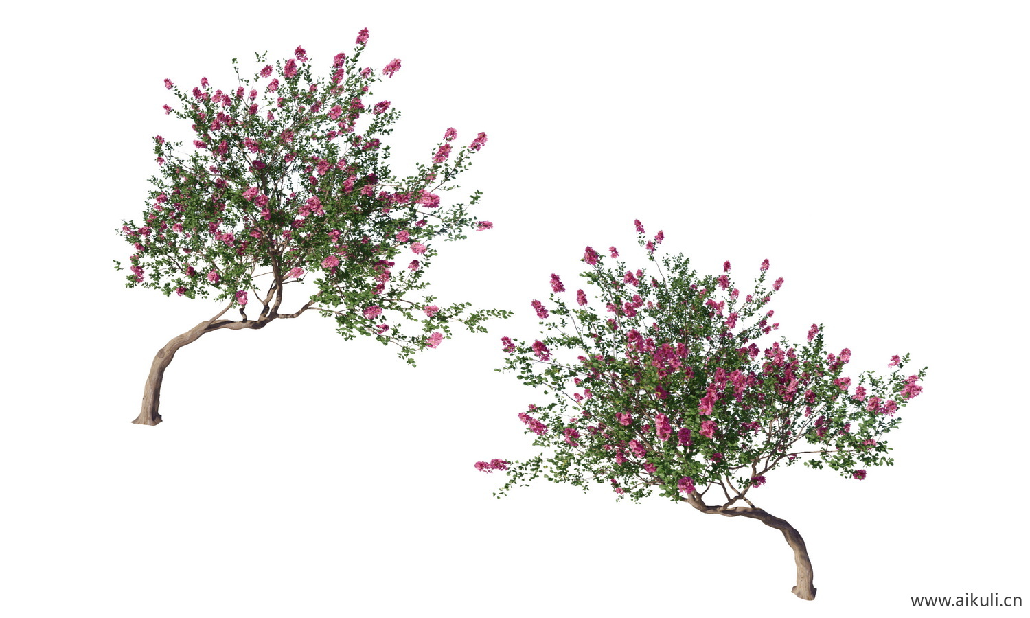 飘枝树歪脖子树_偏冠树造型树_弯杆植物PNG歪脖子树飘枝