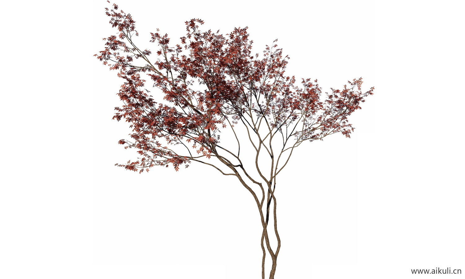 飘枝树偏冠树造型树_弯杆植物PNG