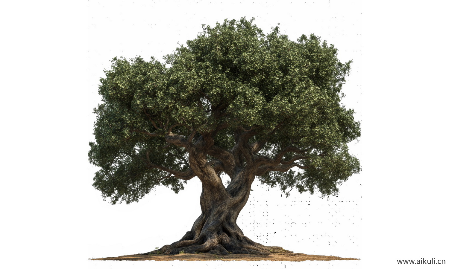 古树乔木大树榕树PNG免扣