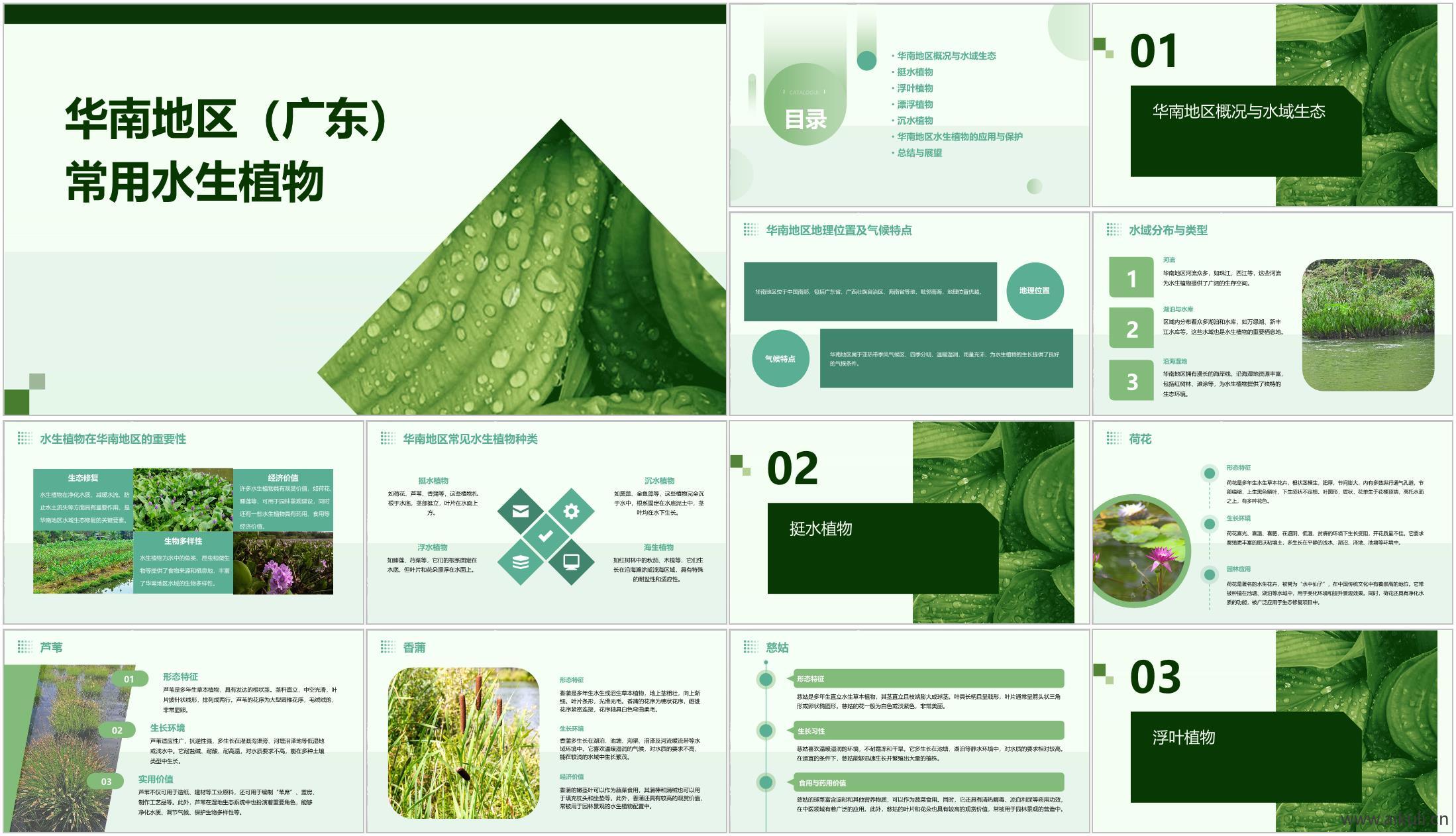 华南地区广东常用水生植物方案文本