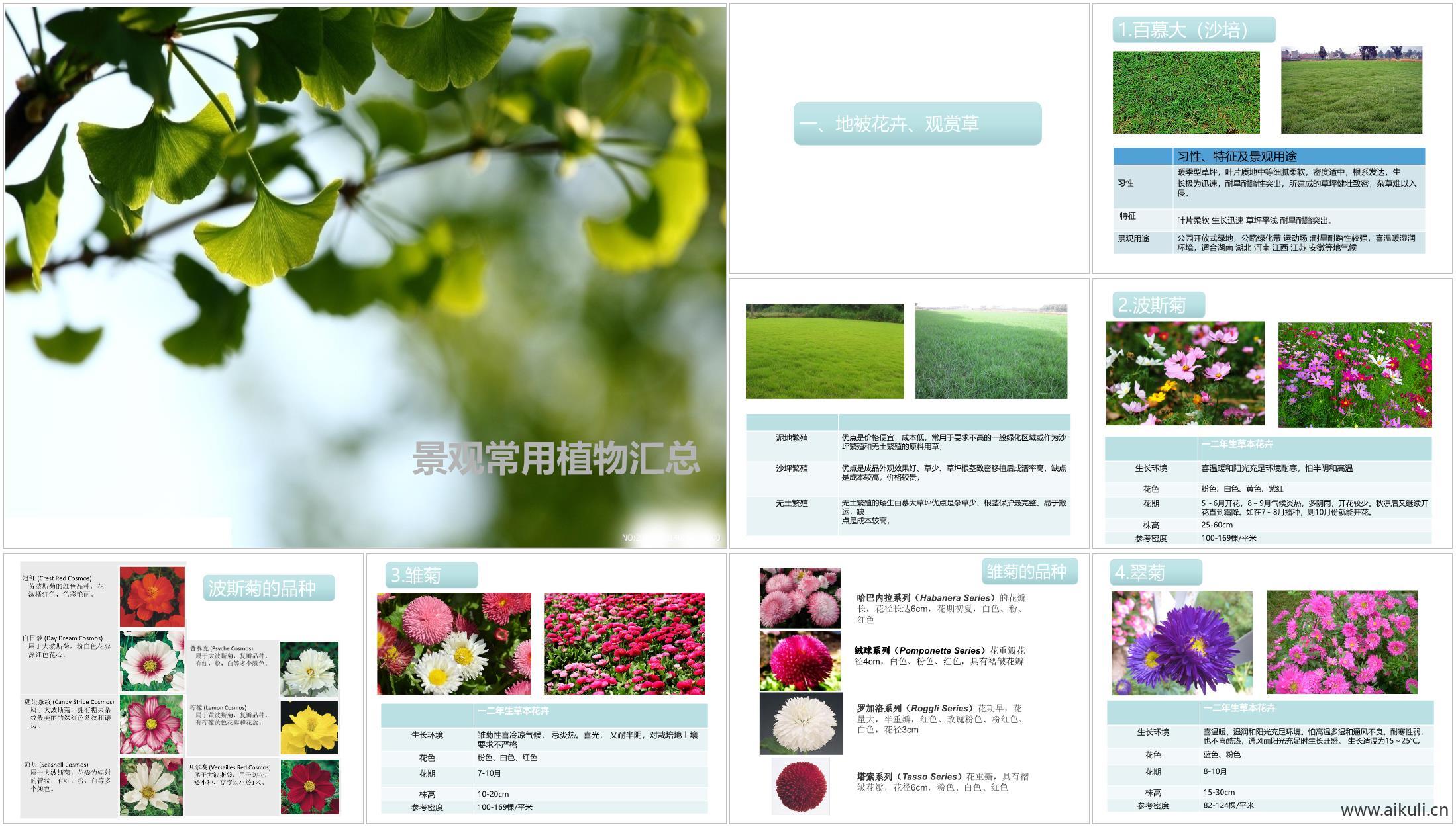 园林常见植物汇总