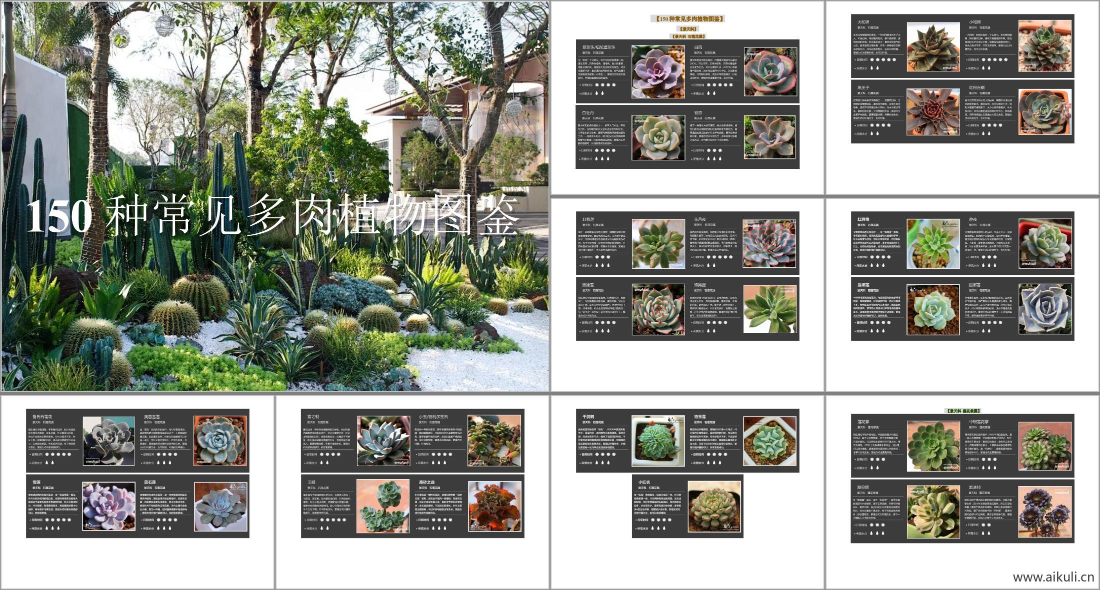 标准手册_种多肉_常见多肉植物图鉴_植物特性