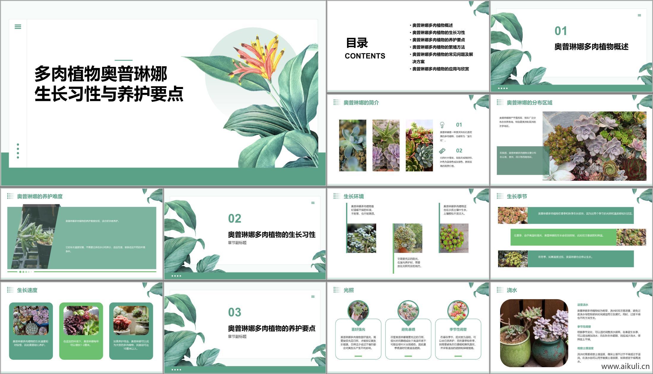 现代其他景观文本_多肉奥普琳娜_生长习性_养护方法