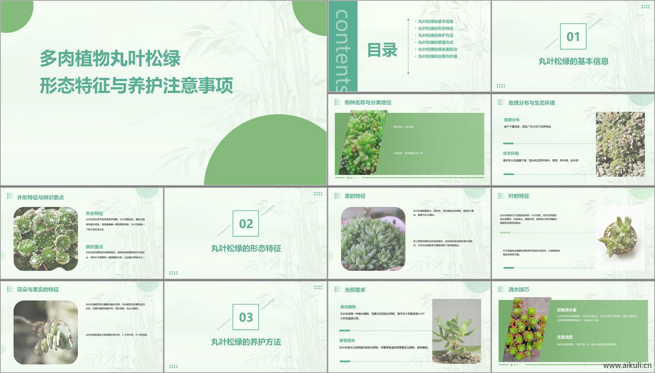 现代其他景观文本_多肉植物养护_丸叶绿松_植物特征