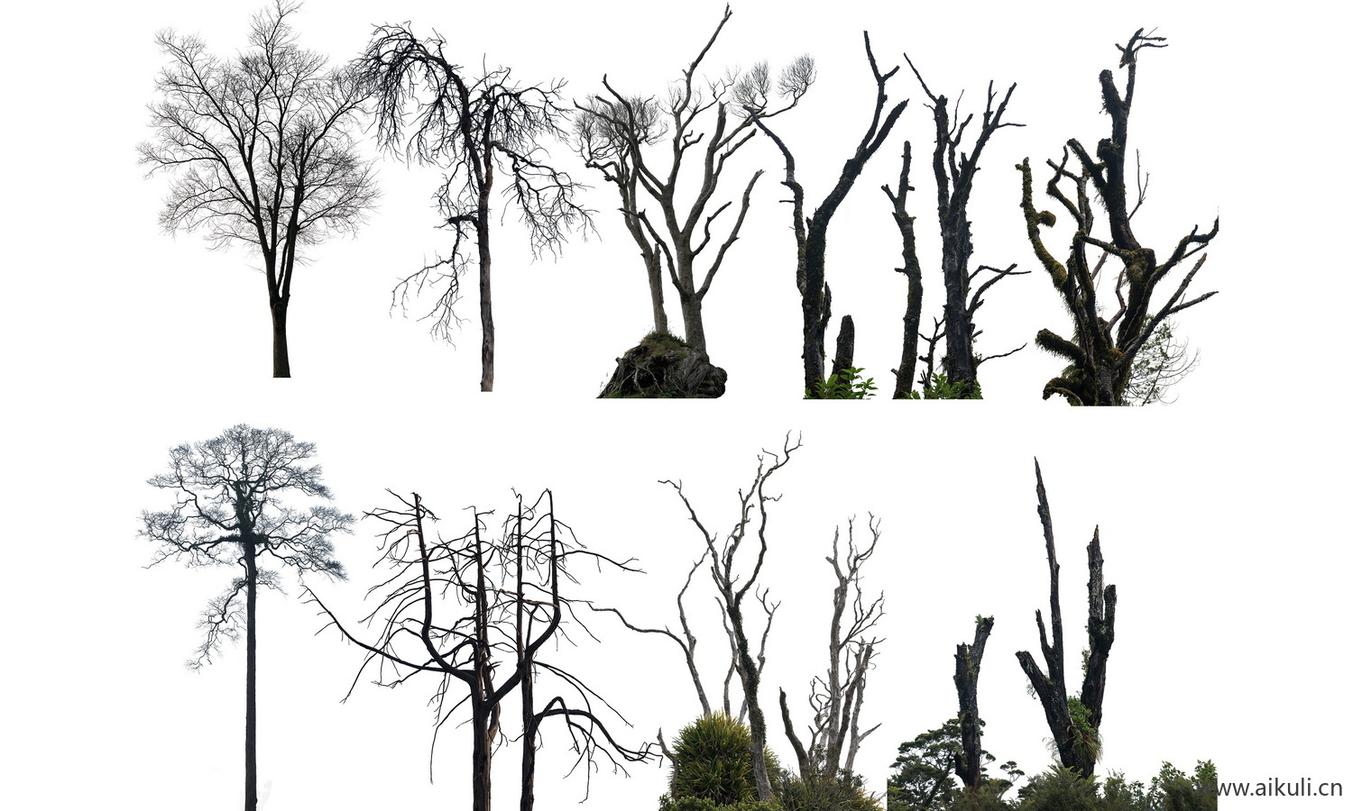 免抠枯木枯树枝素材PSD