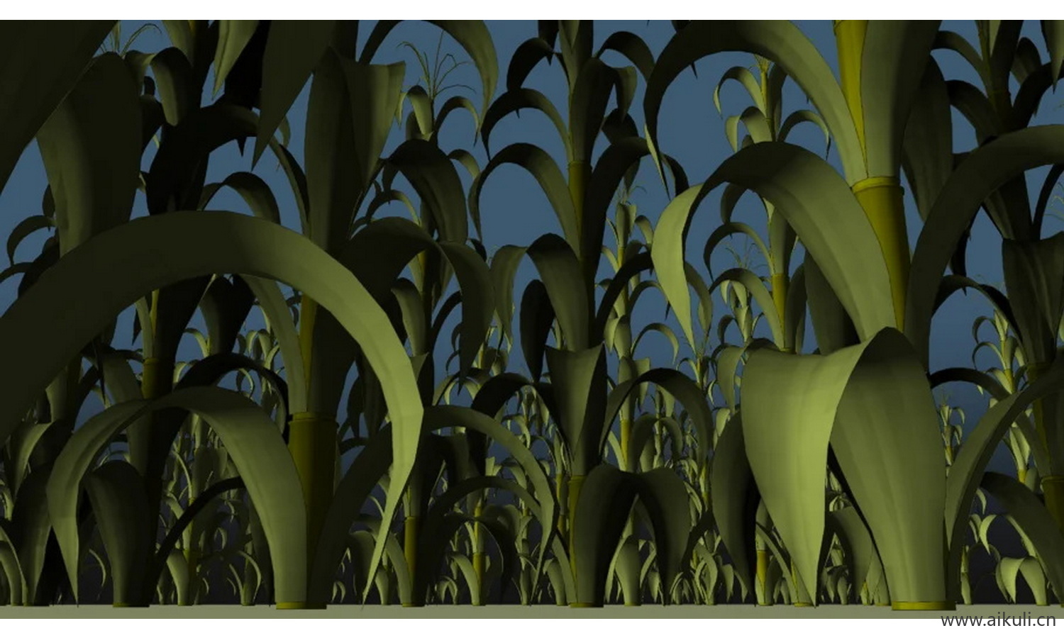 玉米地 #田地 #谷物 #玉米