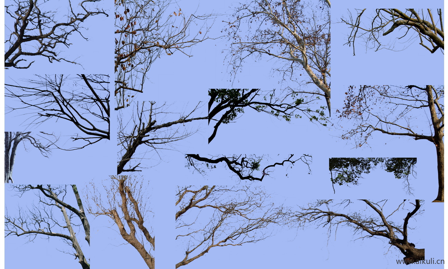 枯树枝PSD免抠枯枝树贴图