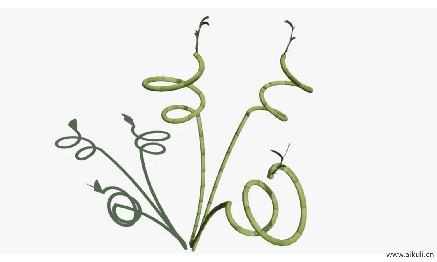 竹子转运 #竹子 #转运竹 #幸运竹