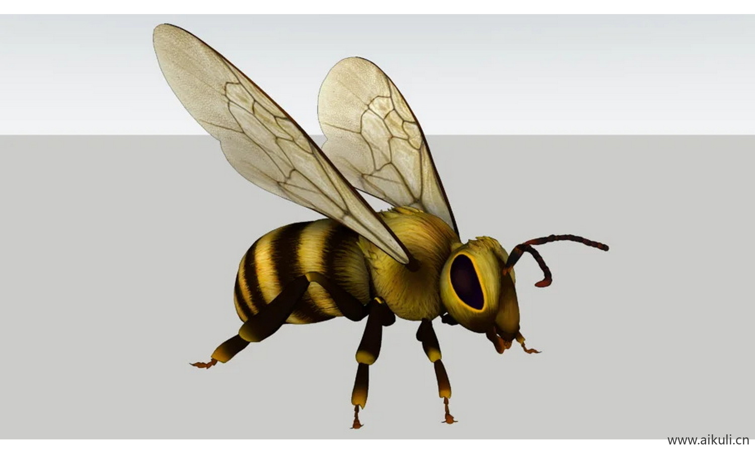 螳螂 动物昆虫蜜蜂