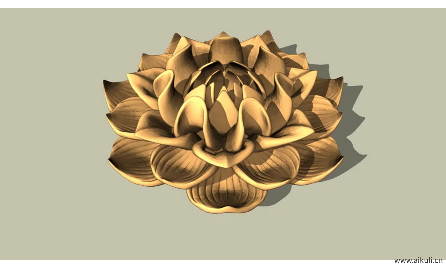 莲花的象征 风景