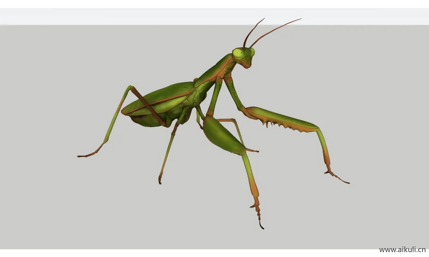 螳螂 动物昆虫 & 蜘蛛