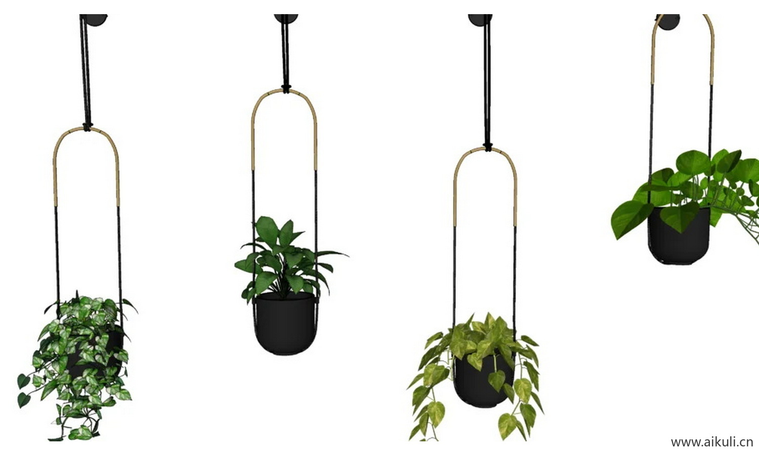 植物盆栽 3 悬挂