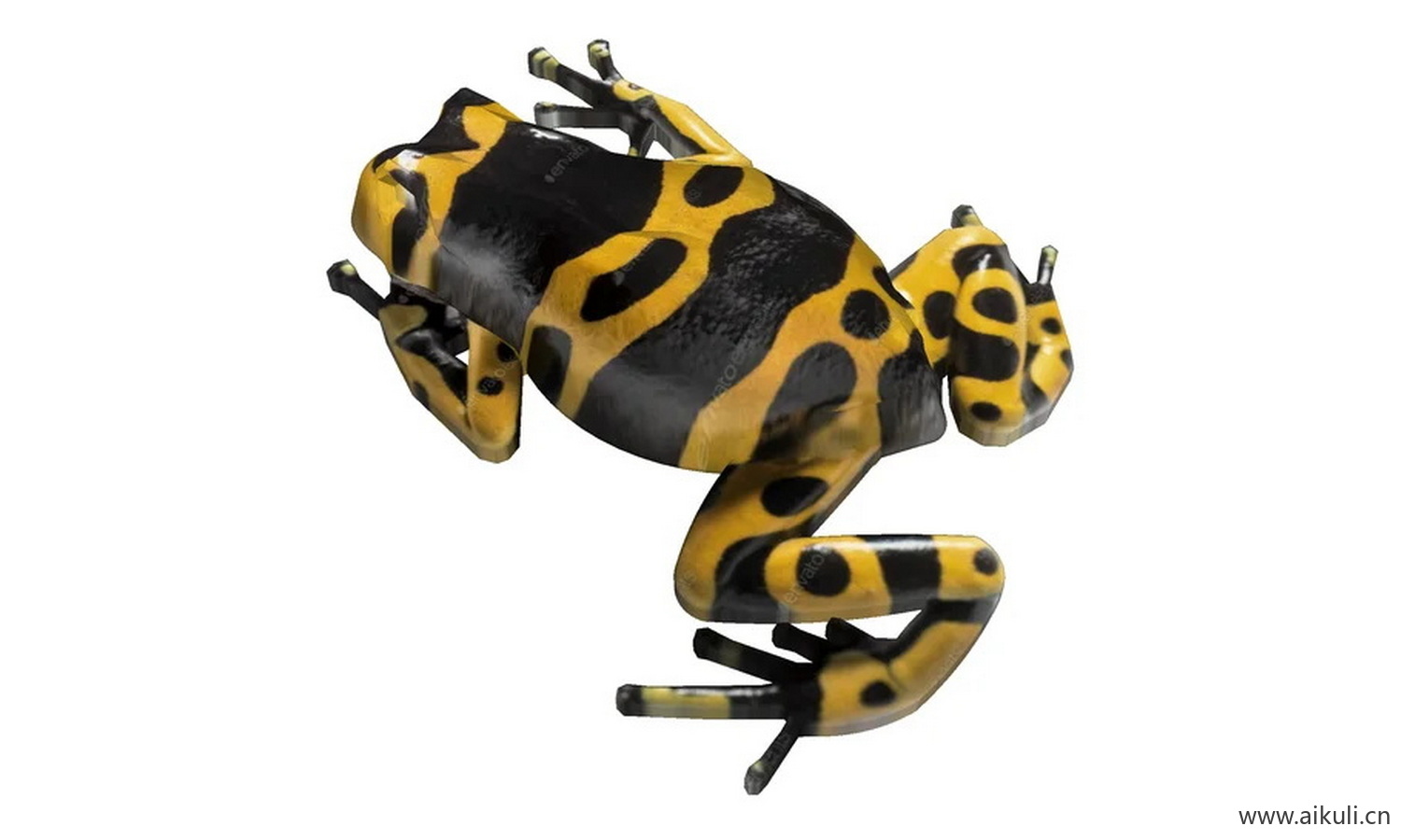 黄带毒箭蛙 模型