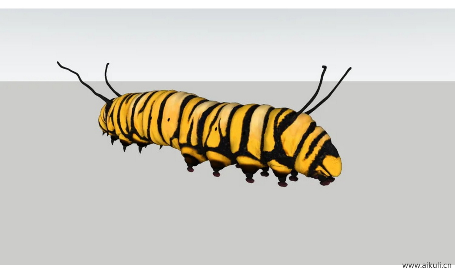 虫子 动物昆虫和蜘蛛