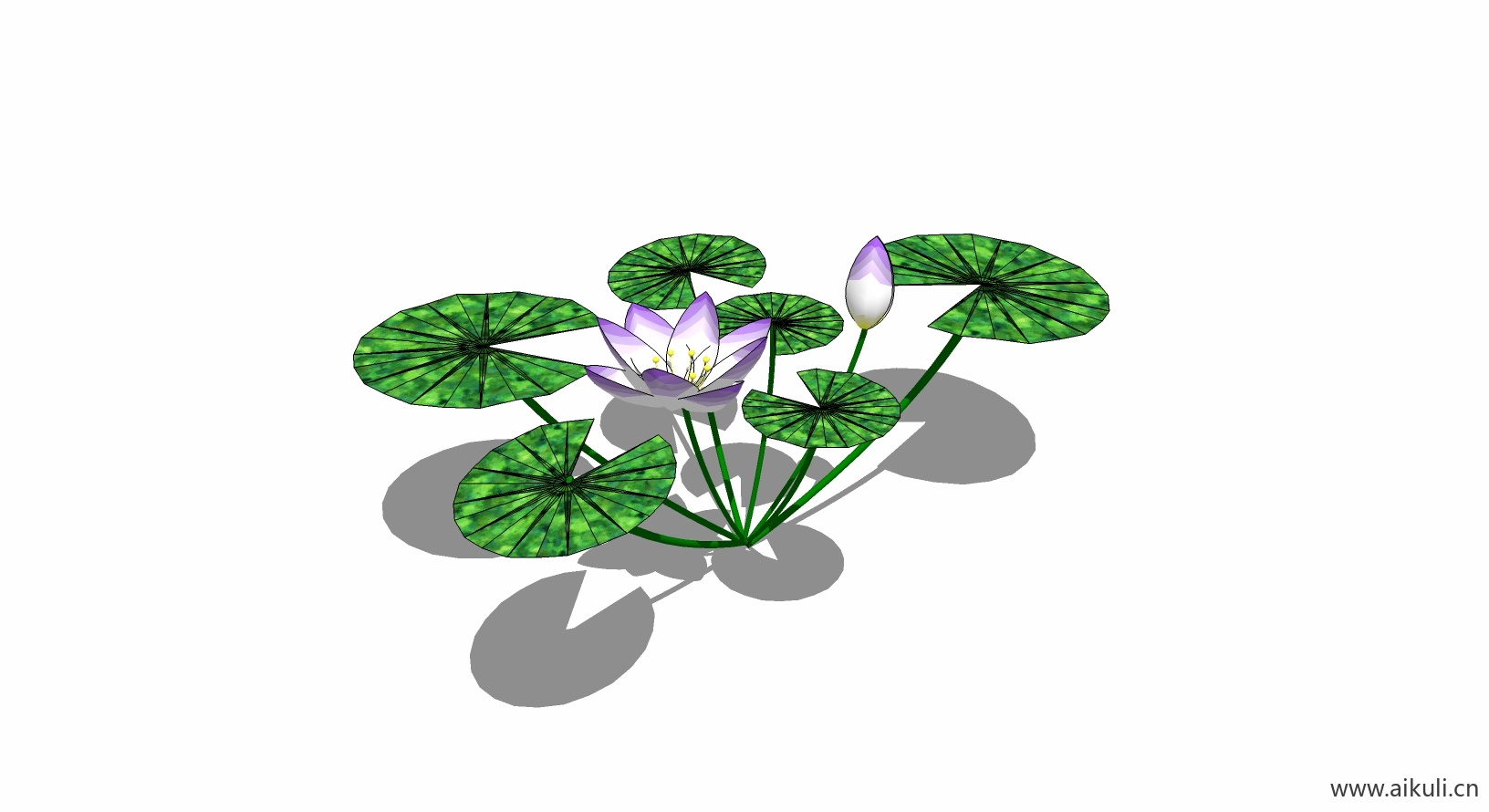 荷花莲花 植物C-SU模型