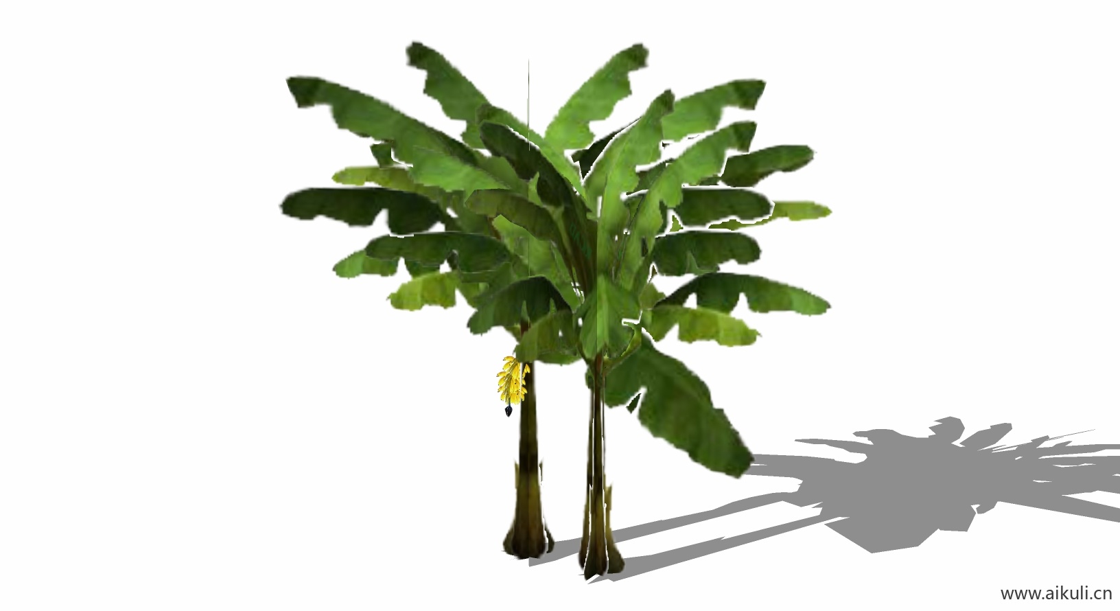 芭蕉植物E-SU模型