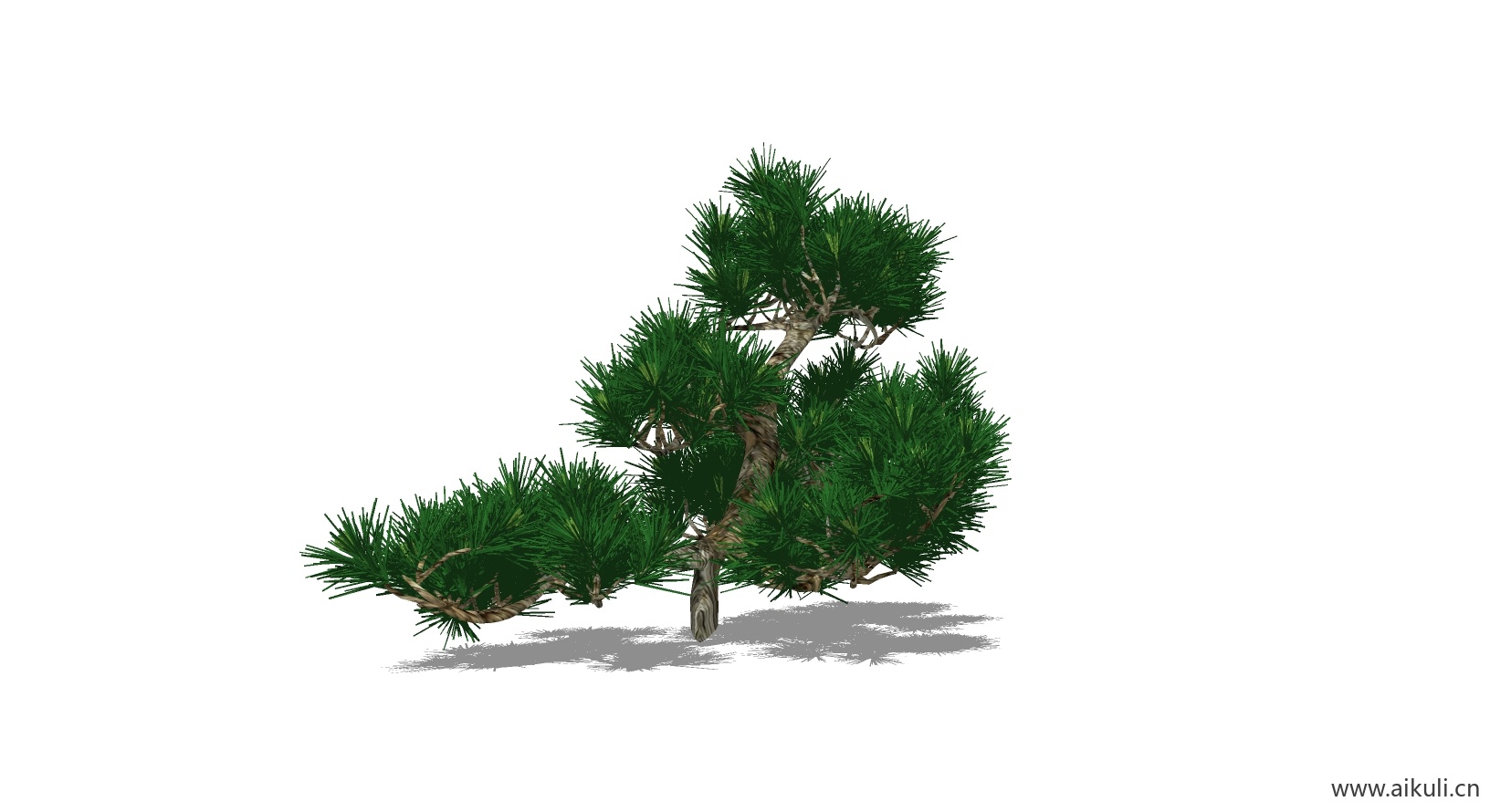 迎客松 植物C-SU模型