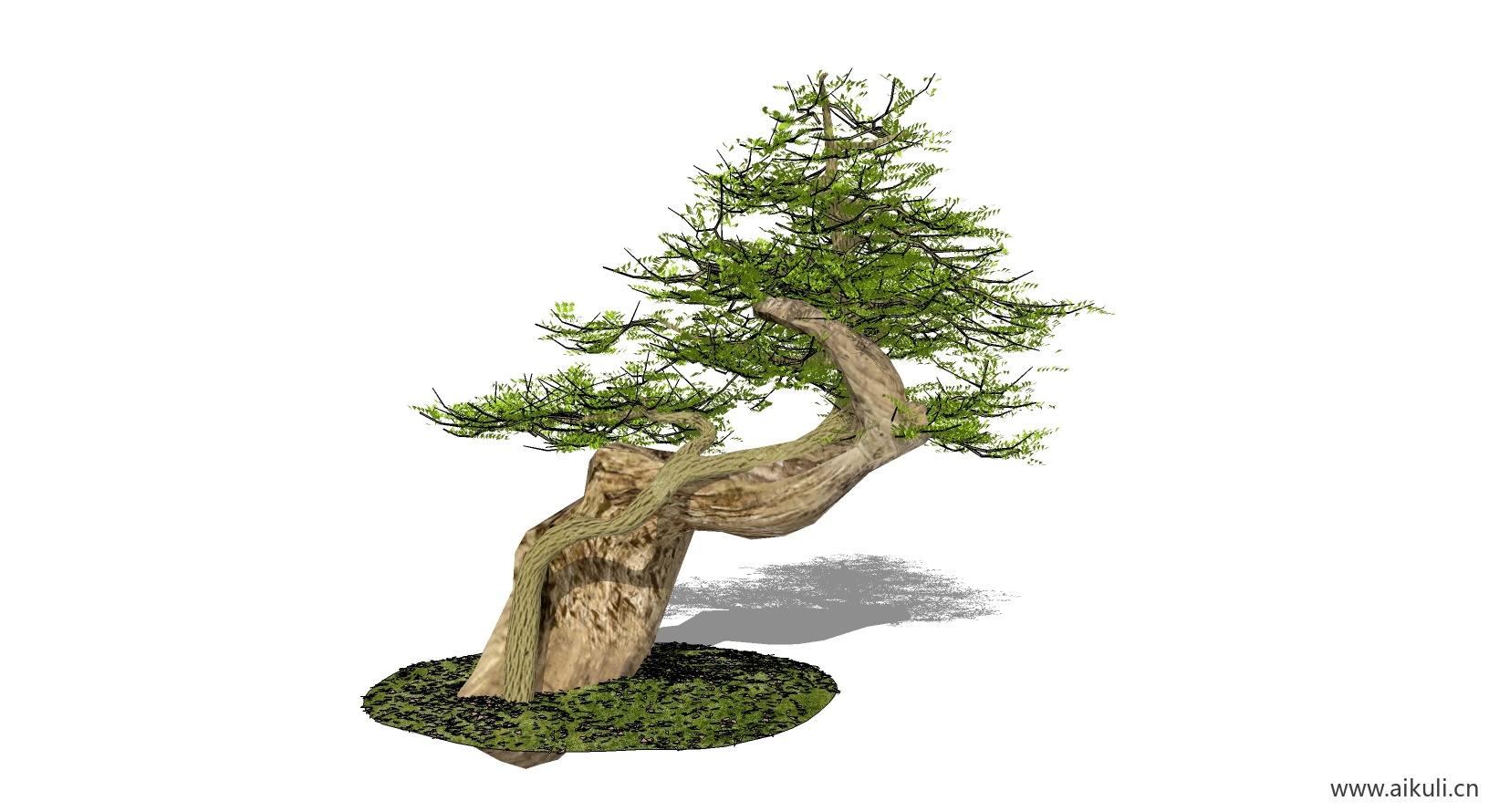 迎客松 植物F-SU模型