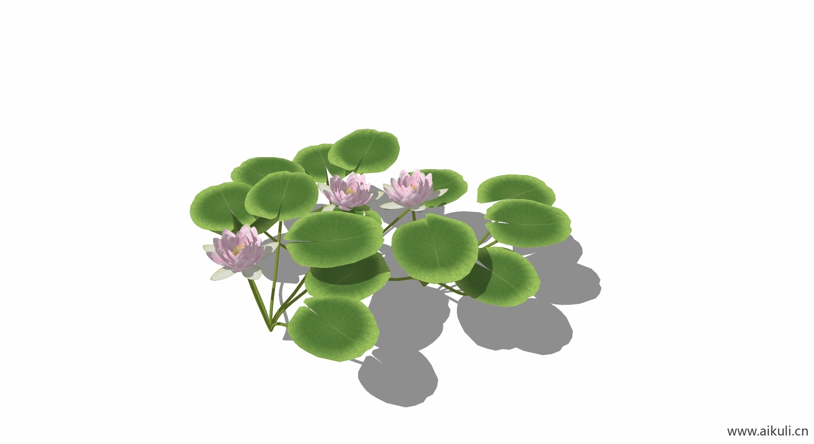 荷花莲花 植物A-SU模型