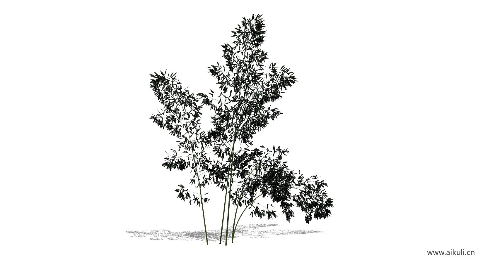 竹子 植物O-SU模型