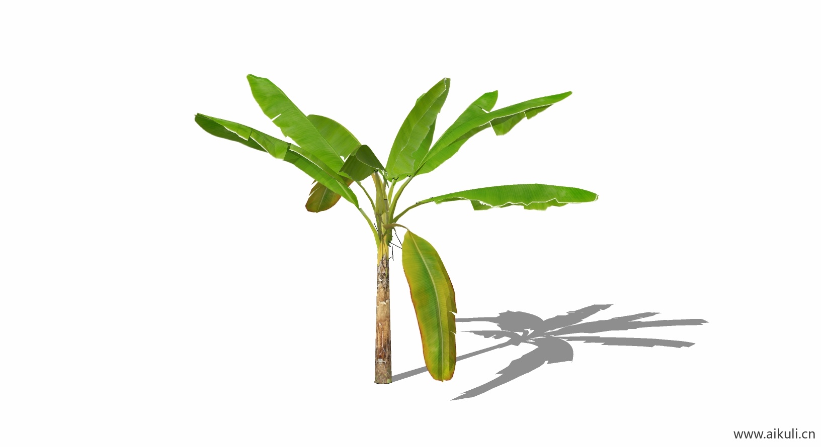 芭蕉植物D-SU模型