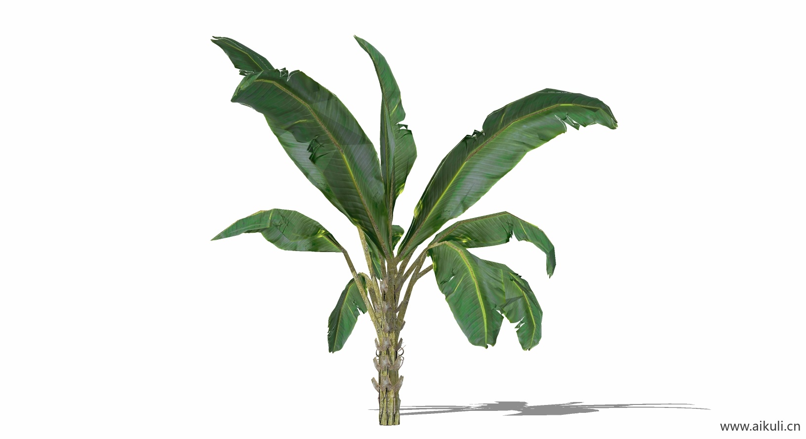 芭蕉植物C-SU模型