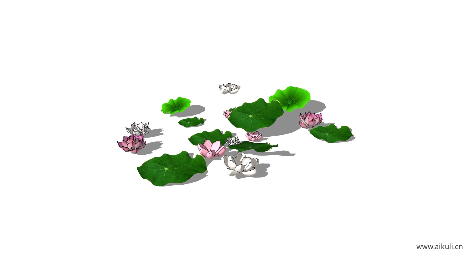 荷花莲花 植物L-SU模型