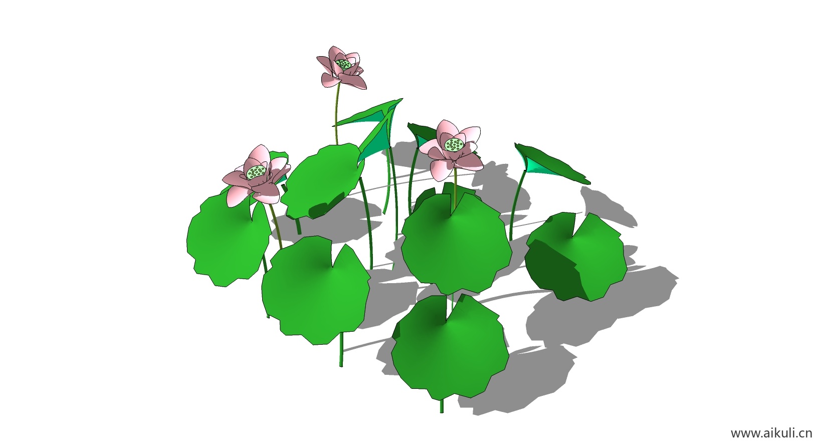 荷花莲花 植物M-SU模型