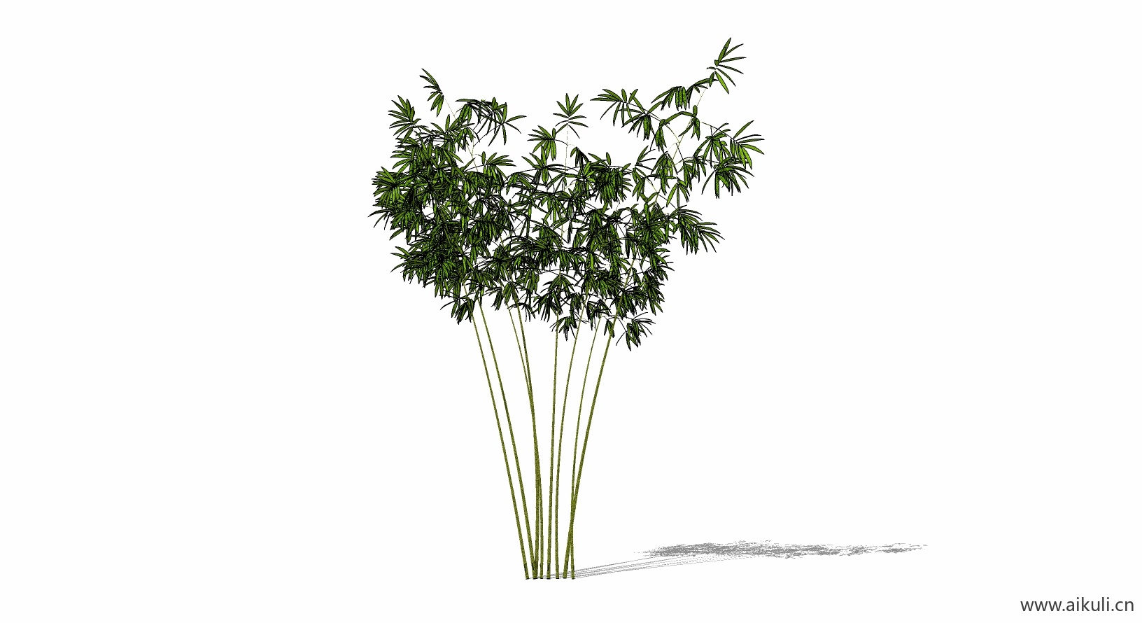 竹子 植物K-SU模型