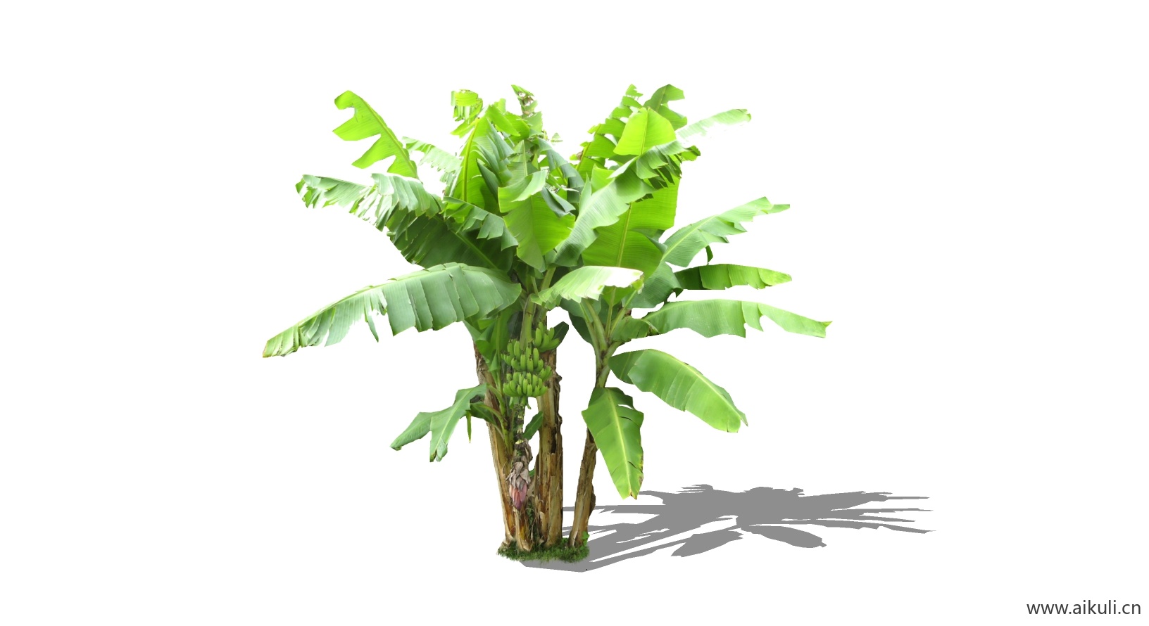 芭蕉植物G-SU模型