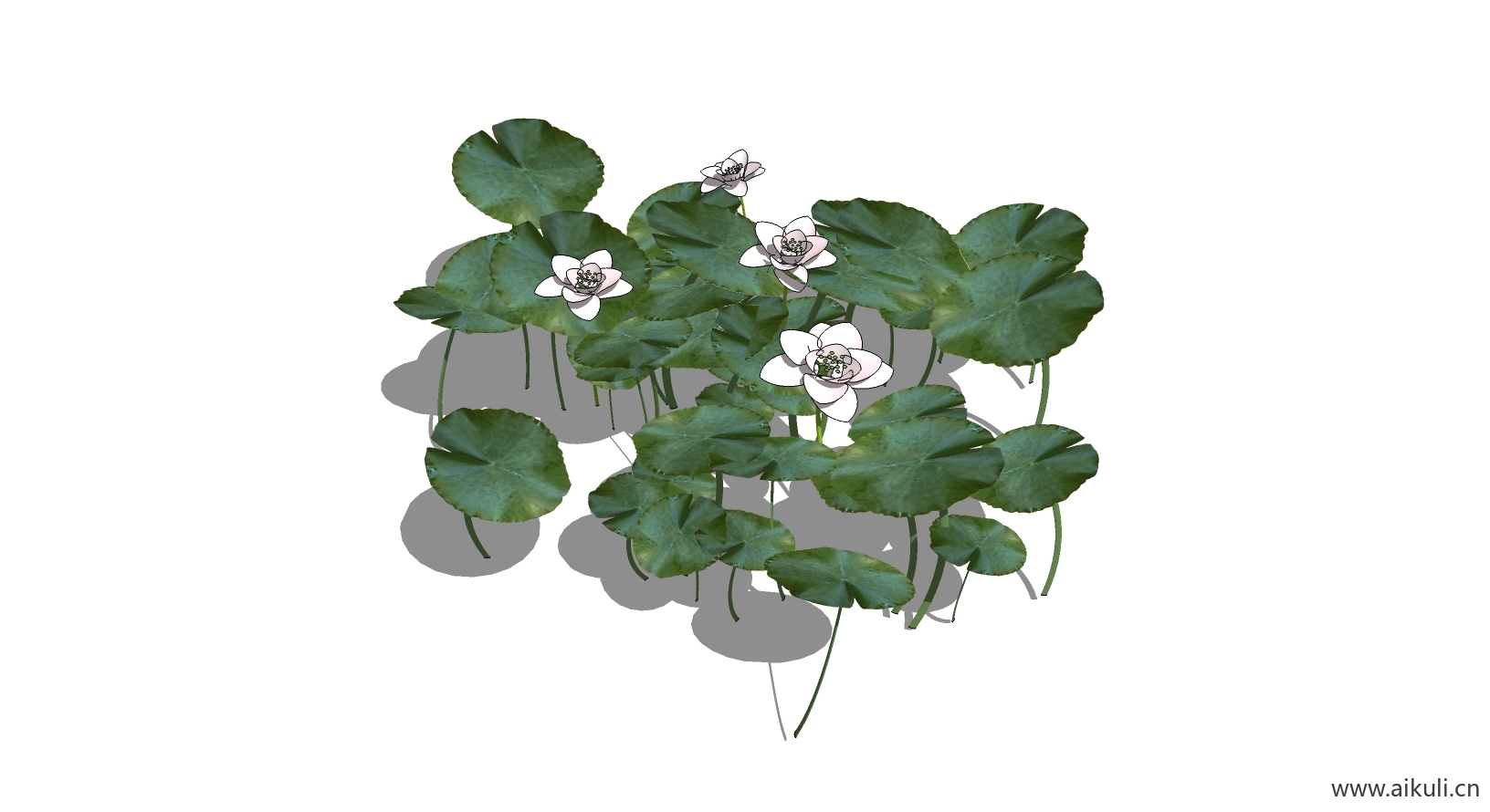 荷花莲花 植物K-SU模型