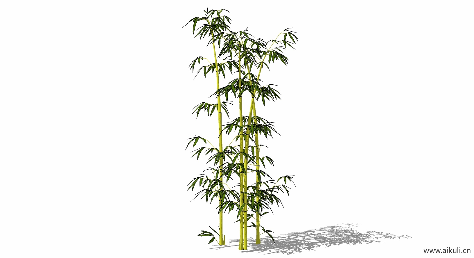 竹子 植物R-SU模型