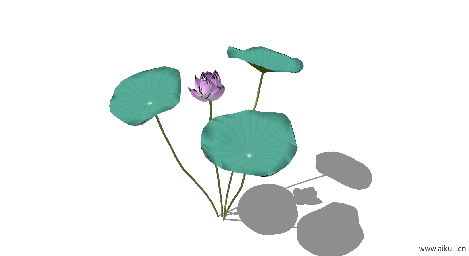 荷花莲花 植物H-SU模型