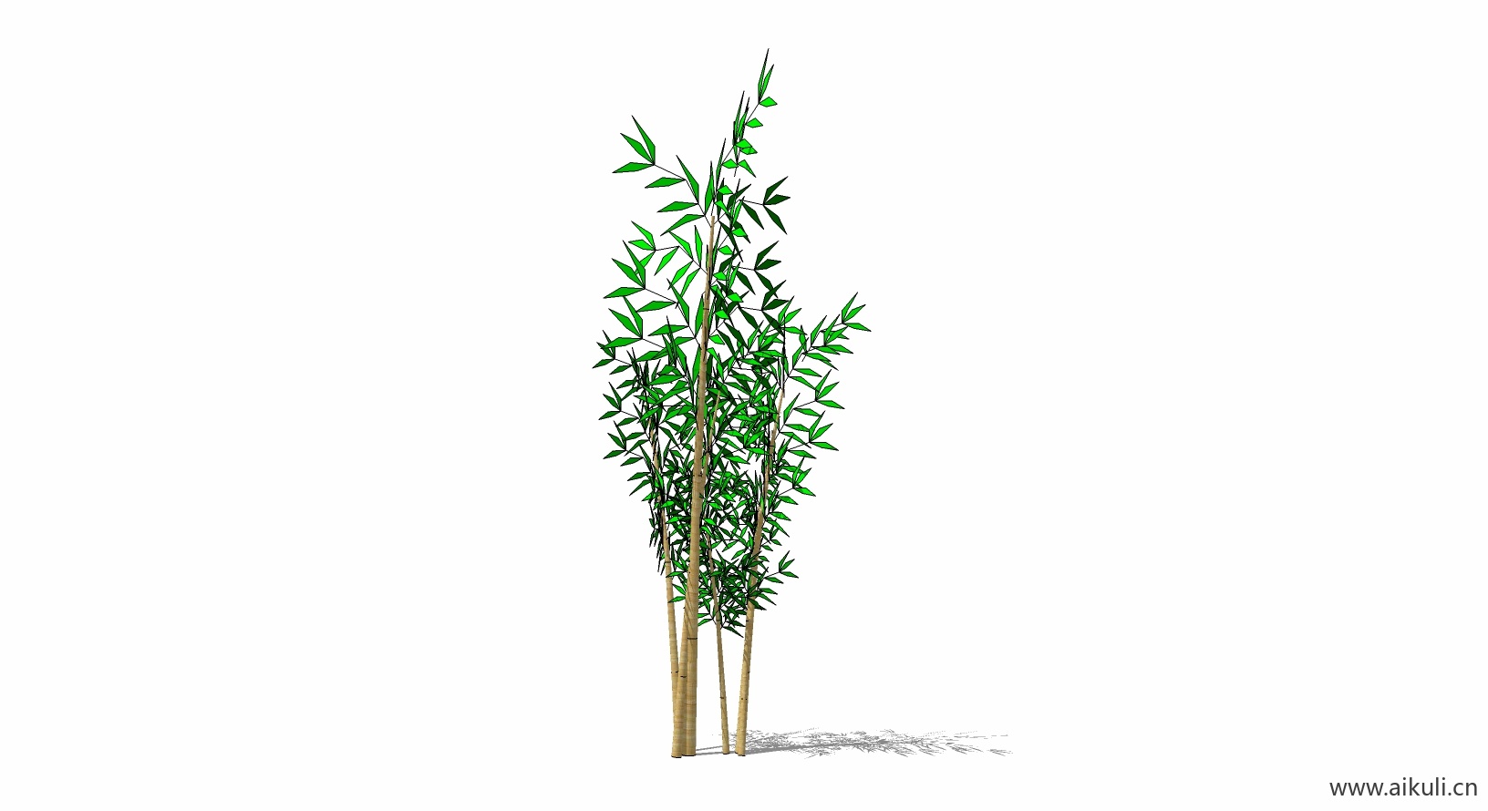 竹子 植物Y-SU模型
