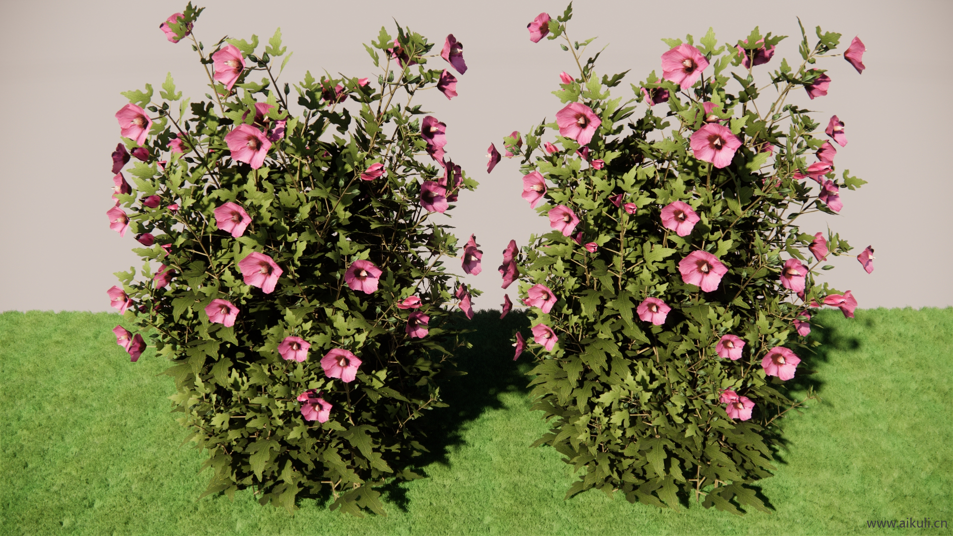 玛丽亚花SU模型