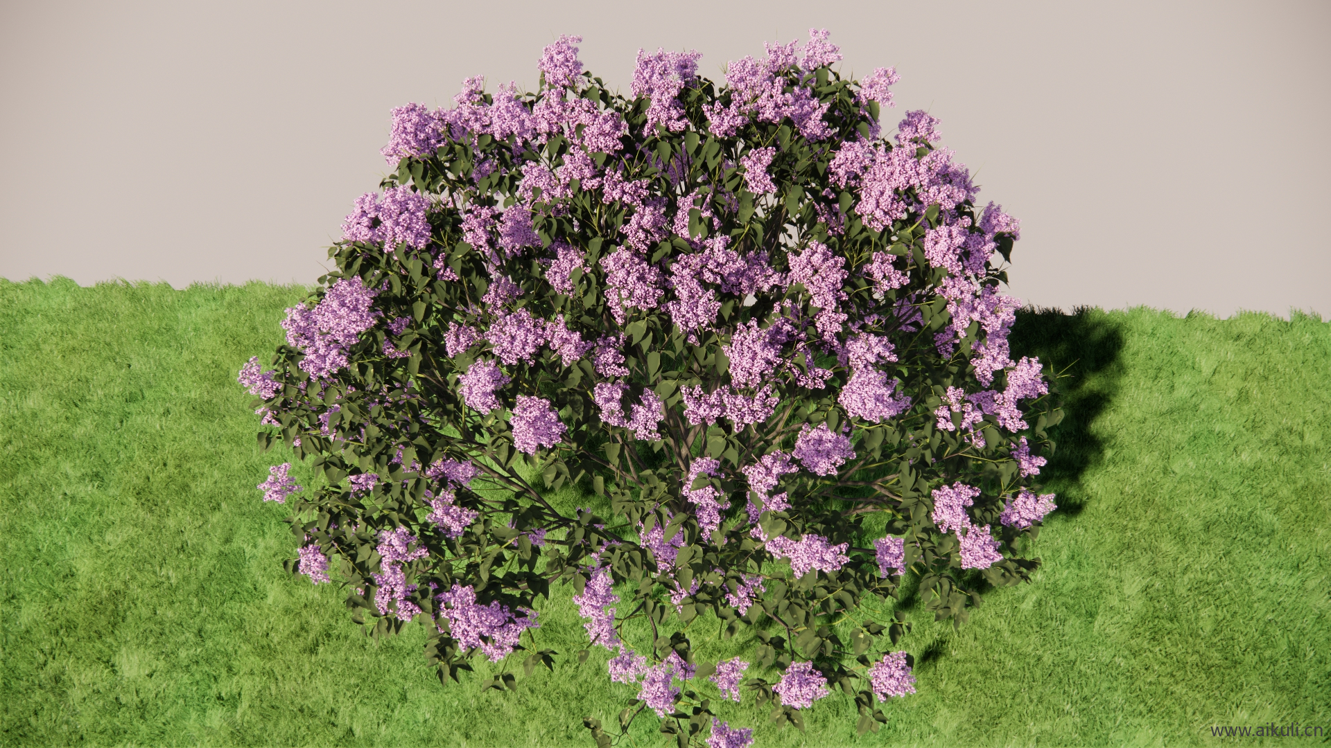 紫罗兰色SU模型