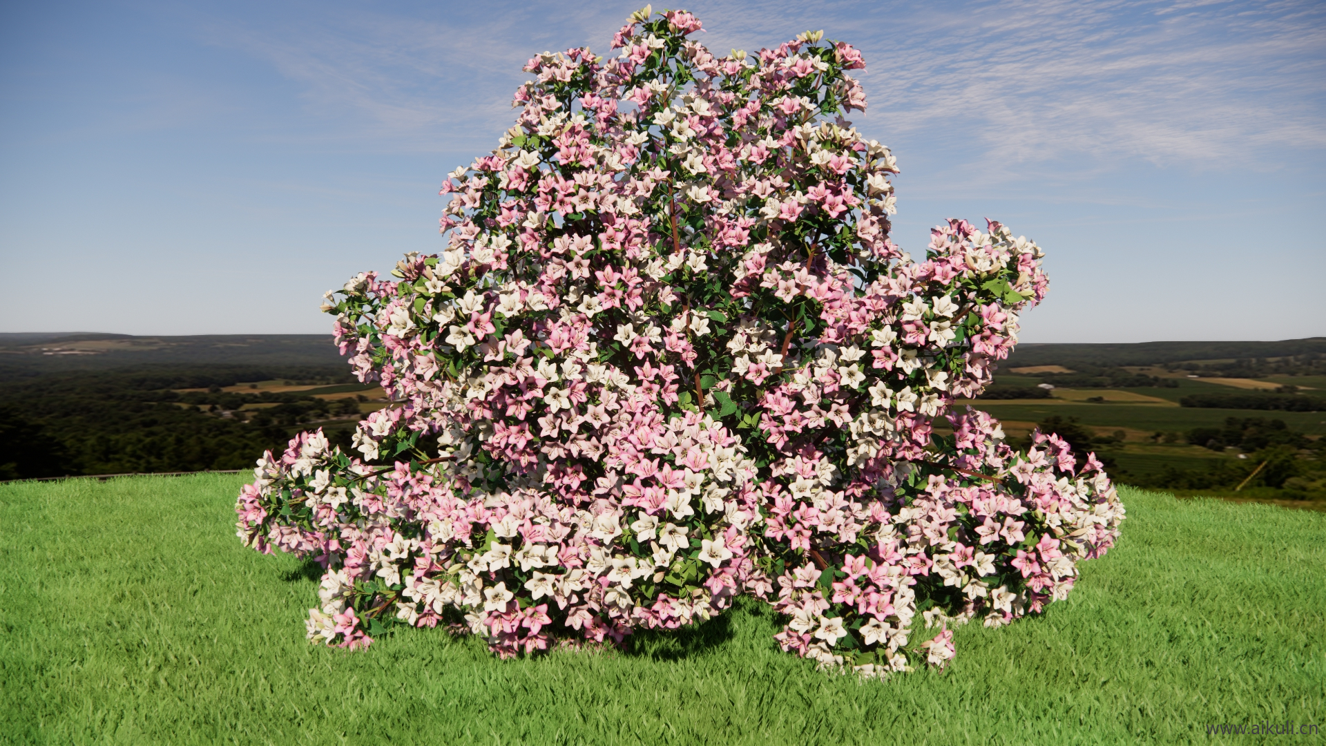 开花树 风景树木和灌木SU模型