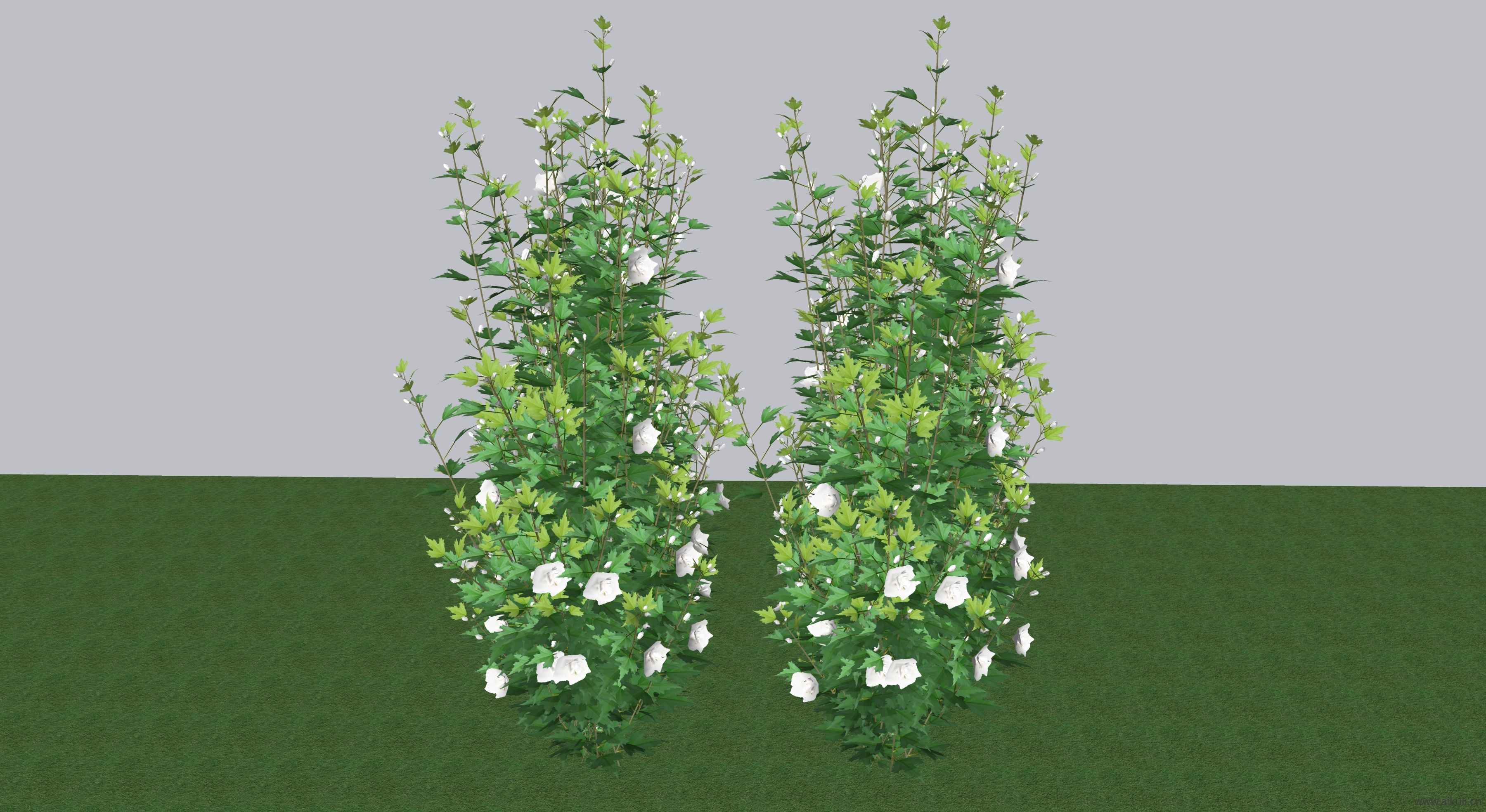 玫瑰狼尾草植物SU模型