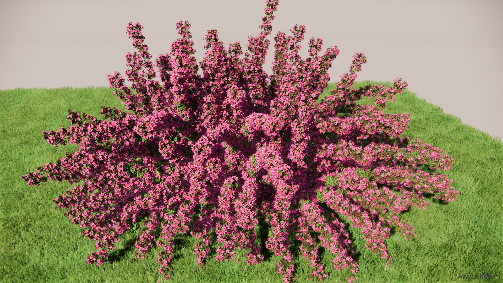 植物花语® 粉色紫薇SU模型