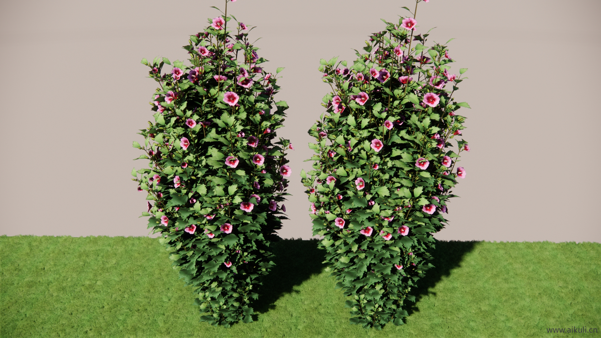 紫色支柱® 木槿SU模型