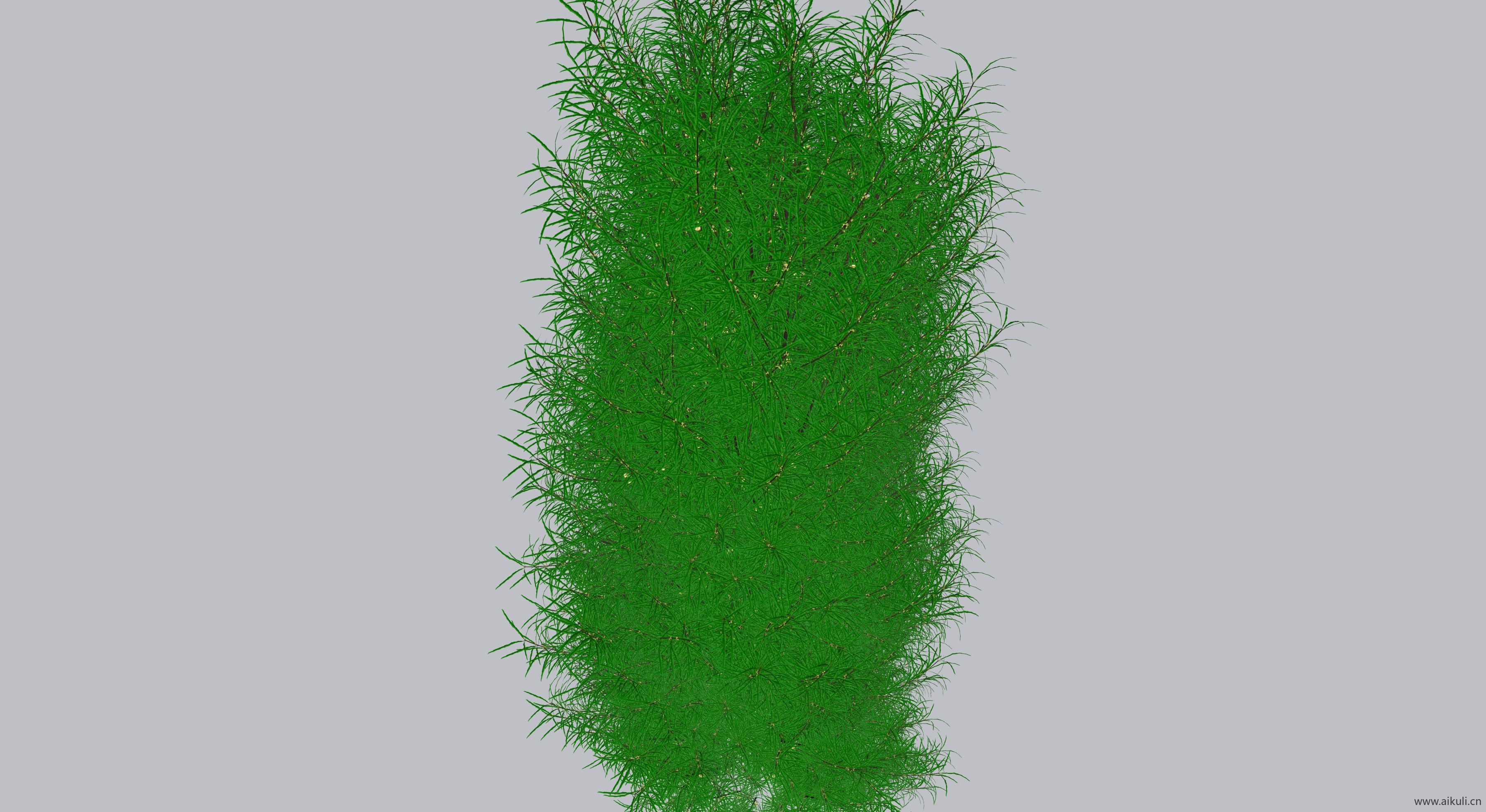 细线®鼠李树SU模型