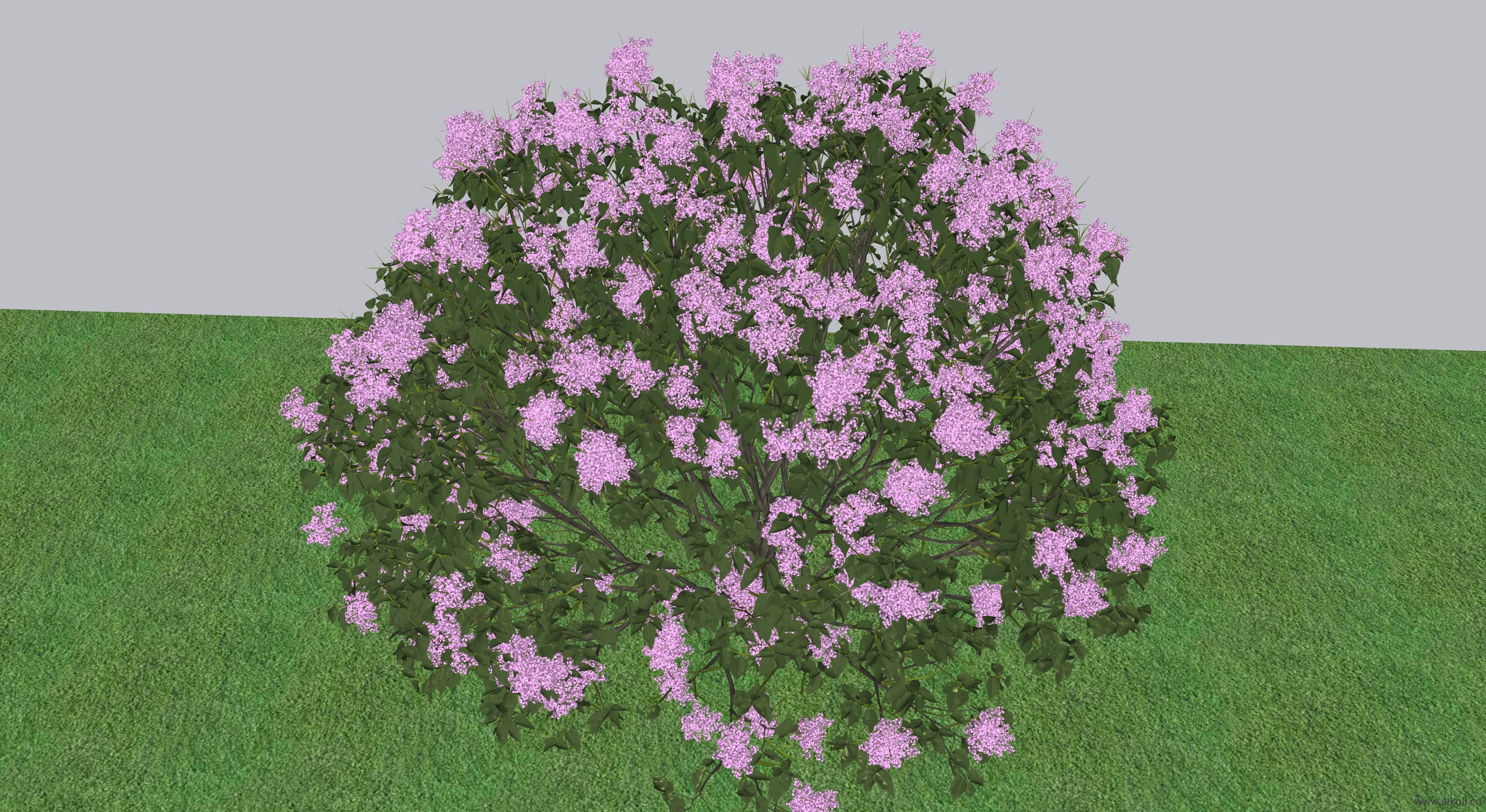 紫罗兰色SU模型