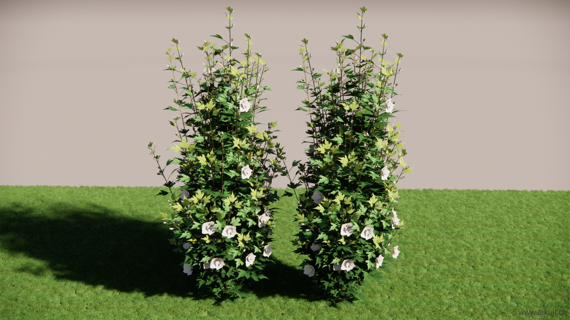 玫瑰狼尾草植物SU模型