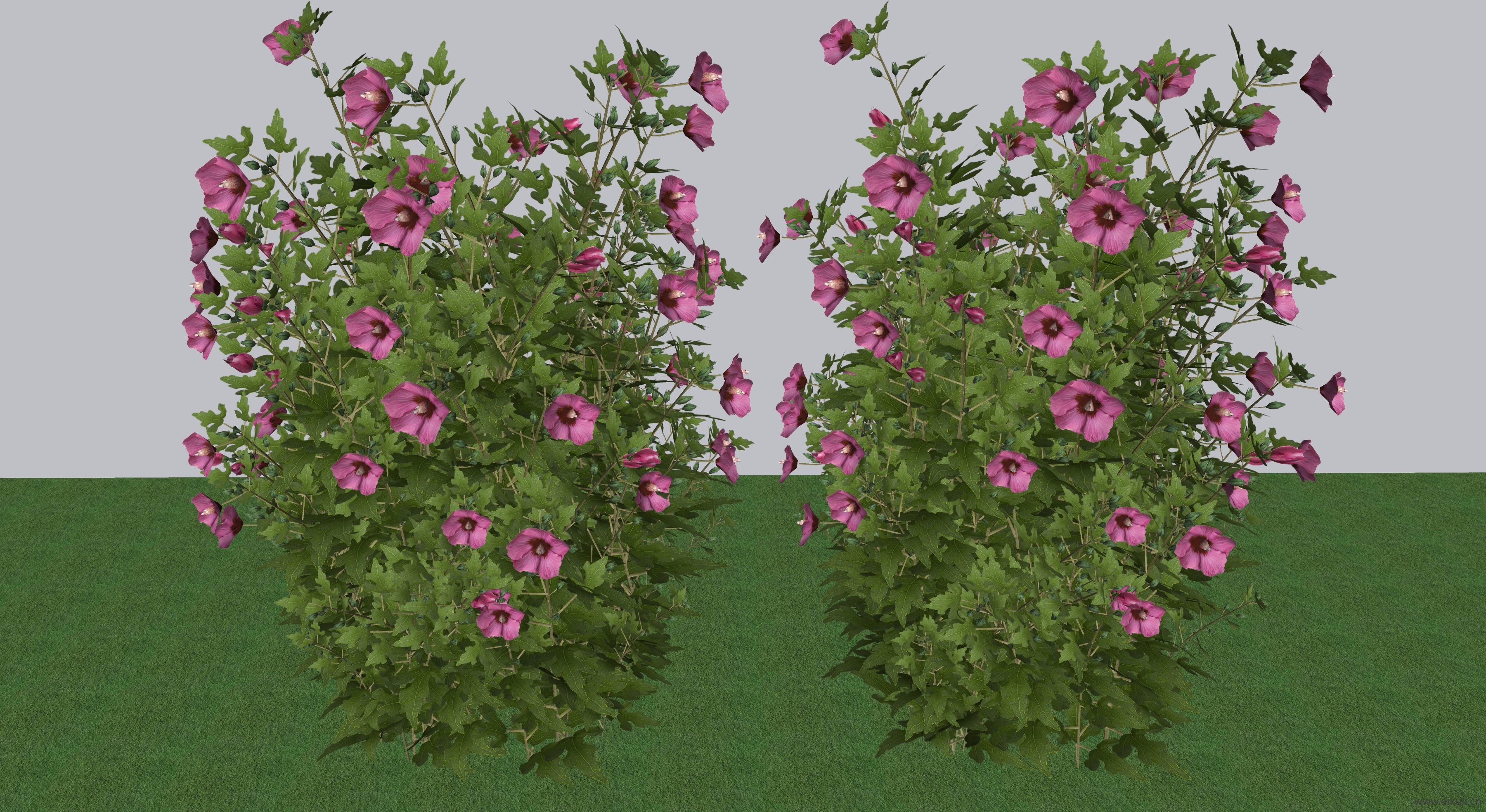 玛丽亚花SU模型